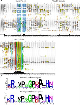 The CLAVATA3/ESR-related peptide family in the biofuel crop pennycress